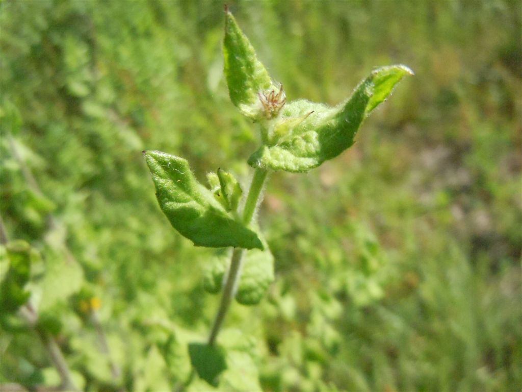 Pulicaria dysenterica